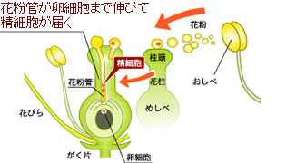 花のしくみ