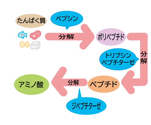 酵素の働き