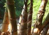 竹布の生産工程３